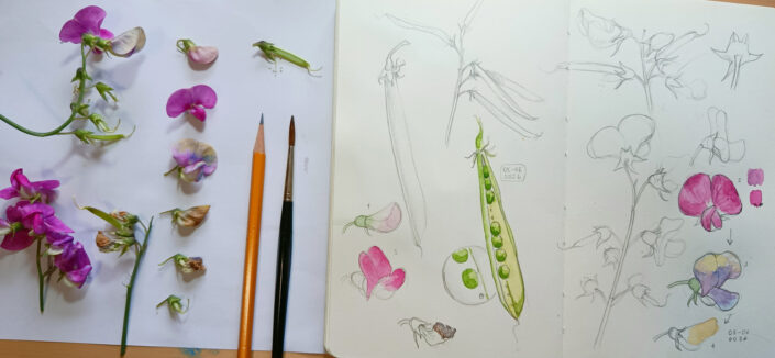 cicerchi-disegno