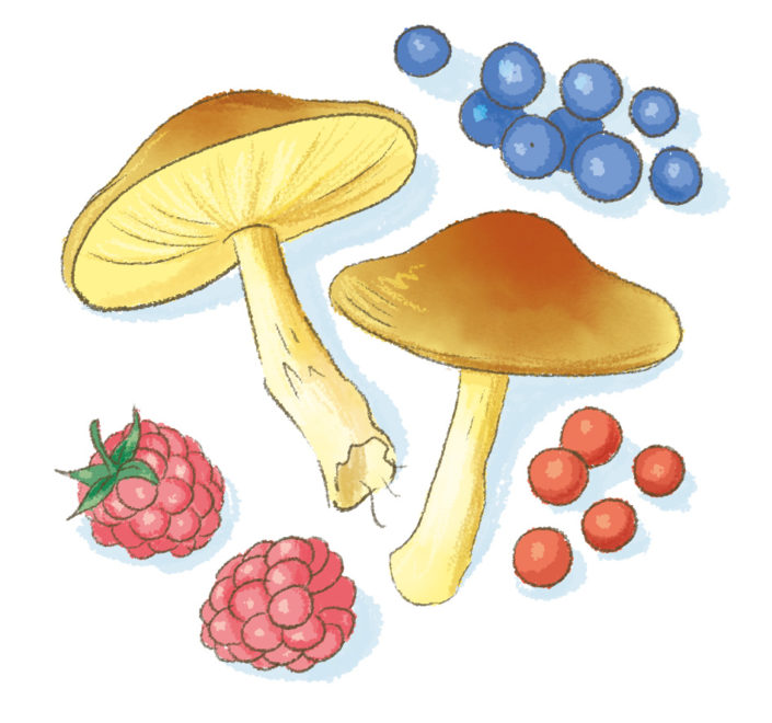 Ilustrazione scolastica - Funghi e frutti di bosco