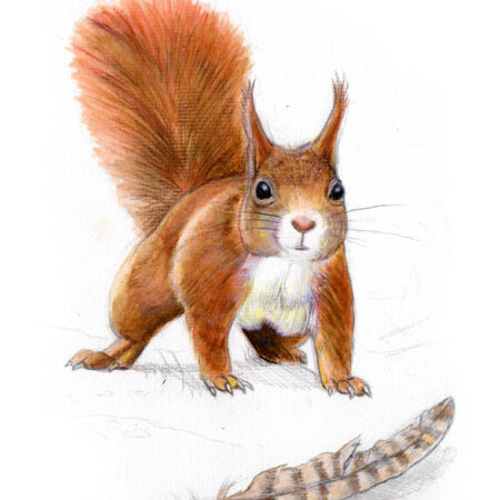 Illustrazione di uno scoiattolo rosso ad acrilico