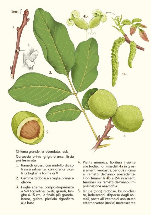 Alberti-arbusti-definitivo-noce