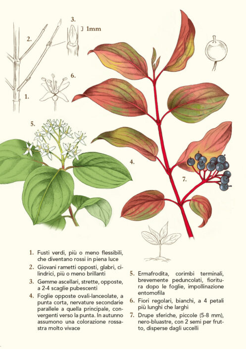 Alberti-arbusti-sanguinella