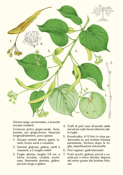 Alberti-arbusti-tiglio